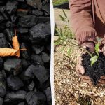 4 neočakávané spôsoby využitia dreveného uhlia v záhrade