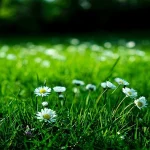 bude-to-perfektne-7-jednoduchych-uloh-v-starostlivosti-o-travnik.webp.webp