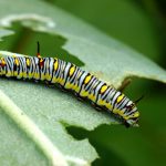 5 dôvodov, prečo môžu mať rastliny dierkovité listy, a rozumné