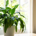 kvitnu-po-cely-rok-ako-spravne-presadit-spathiphyllum.webp.webp