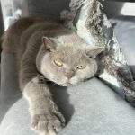 Ako často môžete umývať mačku, aby ste jej neublížili: odpoveď dermatológa, ktorá prekvapí majiteľov ako-casto-mozete-umyvat-macku-aby-ste-jej-neublizili-odpoved.jpg