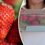 Ako skladovať jahody, aby vydržali dlhšie čerstvé: tipy pre farmárov