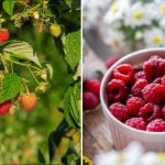 Ako získať 300 kg malín z malého pozemku: recept na