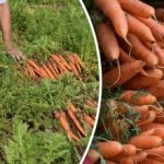 Ako zistiť, kedy je mrkva zrelá - najlepšie dni na