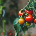 co-dat-do-diery-s-paradajkami-aby-sa-uroda-zdvojnasobila.webp.webp
