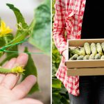 Ktoré uhorky sadiť v roku 2026: tieto hybridy dávajú najvýnosnejšie