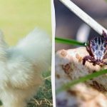 Loví roztoče po celý deň: pustite tohto vtáka do záhrady