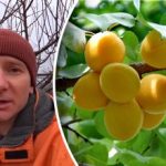 Mráz s tým nemá nič spoločné: čo skutočne ničí úrodu