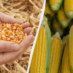 Najlepšie obdobie na siatie kukurice v roku 2025: nezmeškajte ho