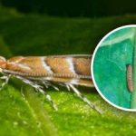 Nová invázia škodcov na Ukrajine: ohrozených je 80 % plodín, ako proti nej bojovať Nová invázia škodcov na Ukrajine: ohrozených je 80 % plodín,