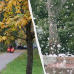 Odborníci vymenovali 10 stromov, ktoré by ste nikdy nemali vysádzať