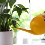 Pokojná ľalia prestane žltnúť a ožije už za niekoľko hodín: