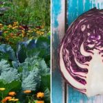 Prečo kapusta na záhone vädne: za všetko môžu jej susedia