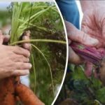 Priaznivé dni: kedy okopávať mrkvu a červenú repu podľa lunárneho