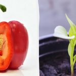 Semená rastú rýchlejšie: do čoho namočiť paradajky, papriky a uhorky