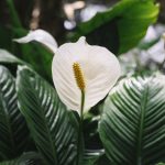 spathiphyllum-prestane-zltnut-a-stracat-listy-5-chyb-v-starostlivosti.jpg