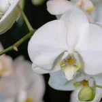 staci-jeden-kuchynsky-vyrobok-a-vasa-orchidea-bude-kvitnut-uz.webp.webp