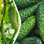 Uhorky vydržia až do mrazov: ktoré odrody možno vysievať v septembri Uhorky vydržia až do mrazov: ktoré odrody možno vysievať v