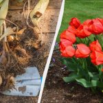 Už je čas sadiť cibuľky tulipánov: aký veľký prínos má