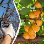 Zbierajte päťkrát viac: čo robiť s marhuľami do konca marca