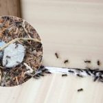 Zbohom, otravní škodcovia: ako sa zbaviť mravcov raz a navždy Zbohom, otravní škodcovia: ako sa zbaviť mravcov raz a navždy