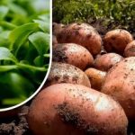 Zem bude ako puch: záhradník povedal, čo zasiať po zbere